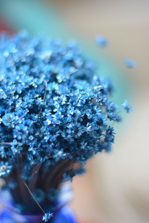 blue flower istanbul