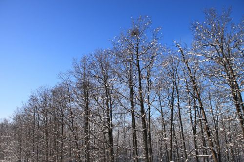 blue cold forest