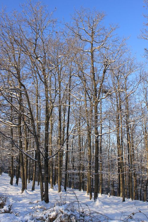 blue cold forest