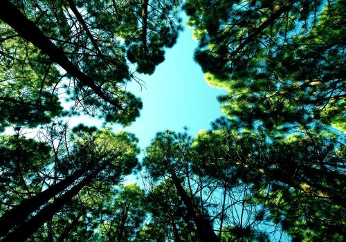 blue sky trees