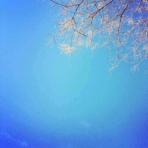 blue sky trees