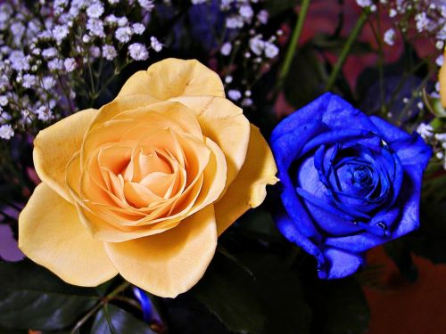 blue yellow rose