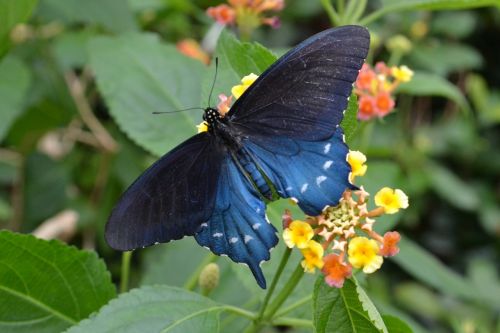 blue butterfly garden