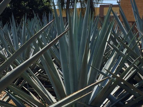 blue agave garden tequila