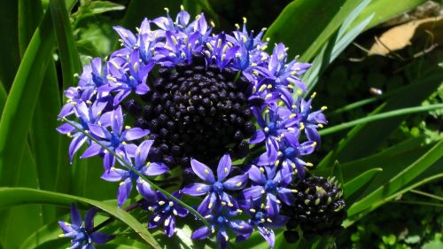 Blue And Purple Flower