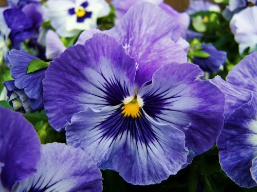 blue and purple pansy flower garden spring flower