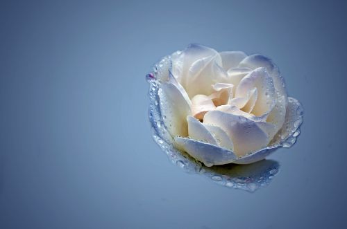 Blue And White Rose