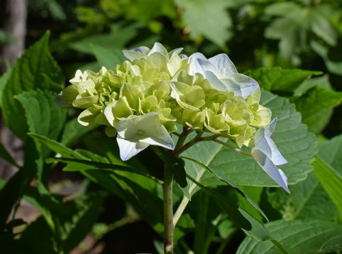 blue and yellow hydrangea hydrangea blossoms