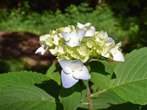 blue and yellow hydrangea hydrangea blossoms