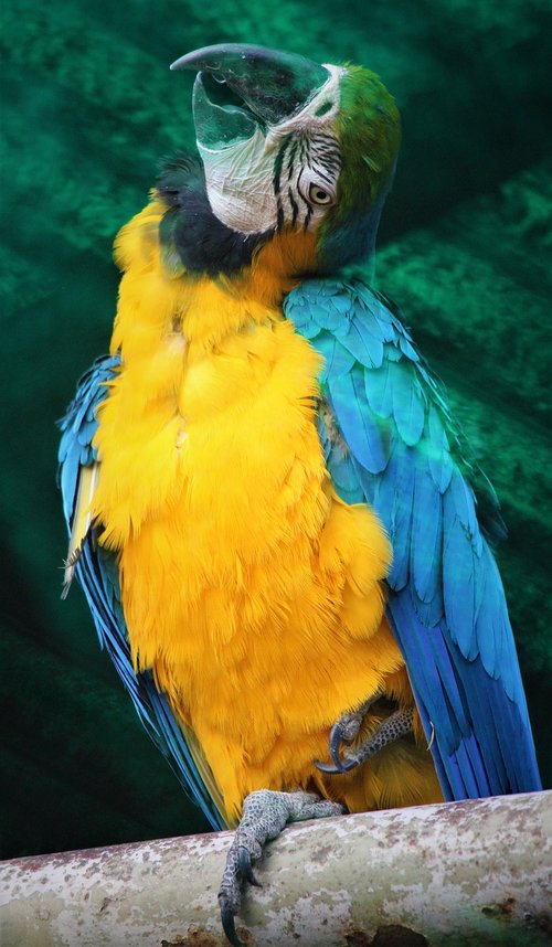 blue and yellow macaw  bird  nature