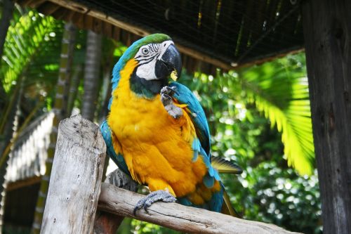Blue And Yellow Macaw Parrot