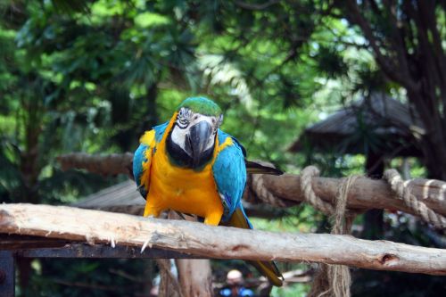 Blue And Yellow Macaw Parrot