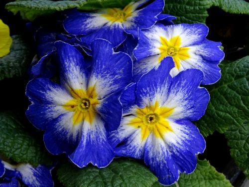 Blue And Yellow Petunias