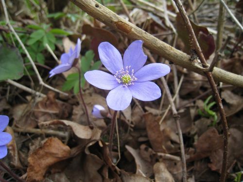 blue anemone nature leaf