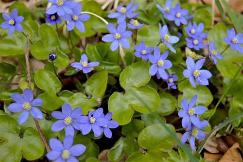 blue anemone  flower  spring