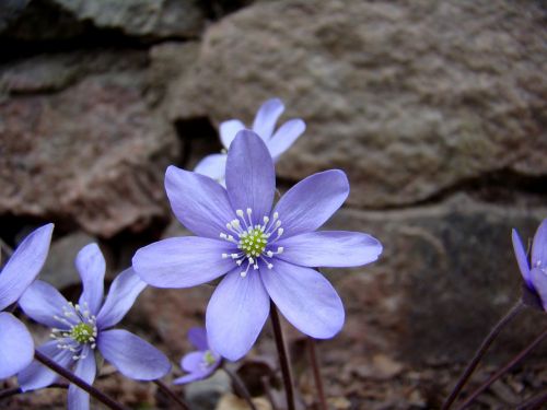 blue anemone flower plant