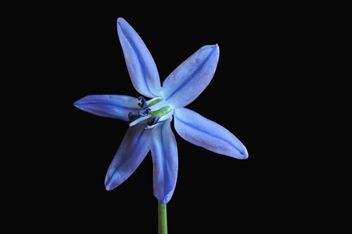 blue asterisk  blossom  bloom