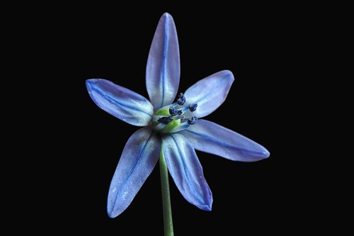 blue asterisk  blossom  bloom