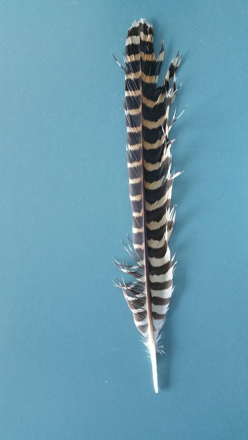 blue background feather stripes