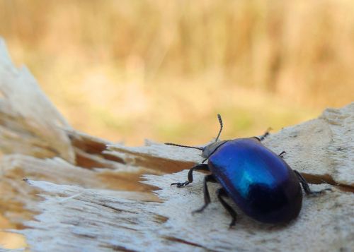 blue beetle macro tree