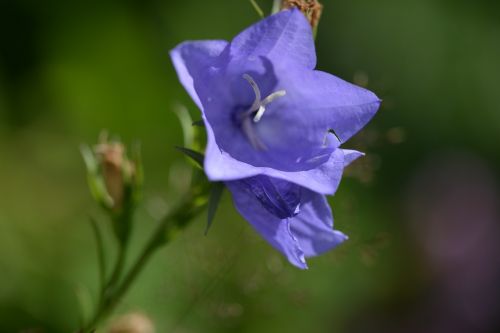blue bell blue flower