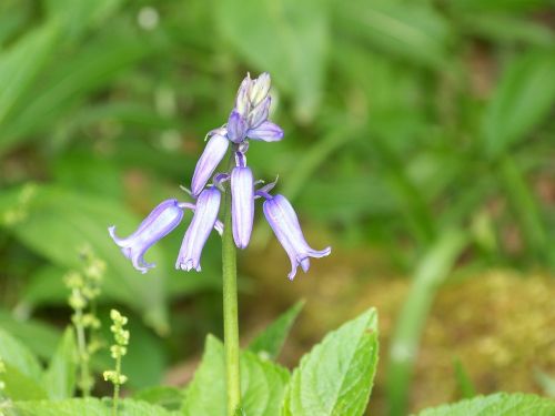 blue bell flower woo