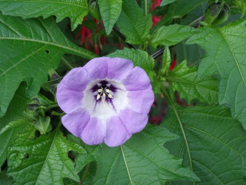 blue bell plant nightshade