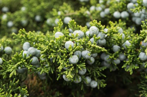 blue berries bush close up