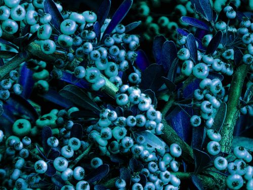 Blue Berry Bush