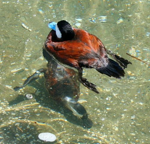 blue bill duck waterfowl swimming