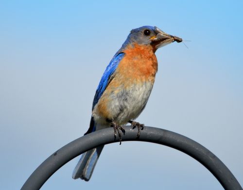 blue bird bird nature