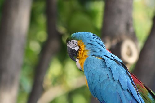 blue bird  parrot  hawaii