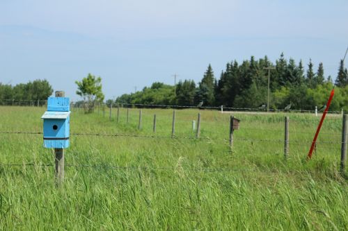 Blue Bird House