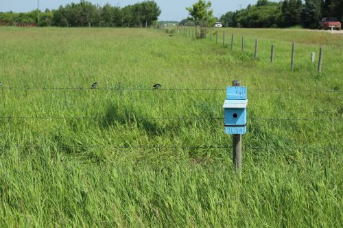 Blue Bird House