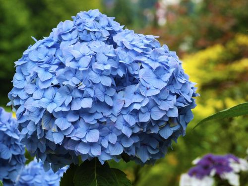 blue blossom plant flower
