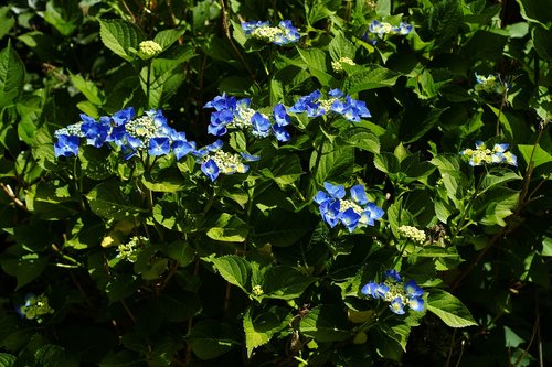 blue blossom  garden  nature