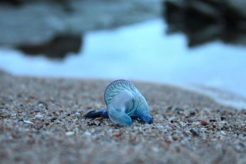 blue bottle jellyfish animal