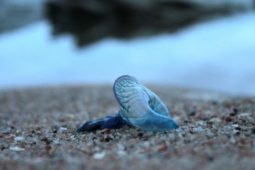 blue bottle jellyfish animal