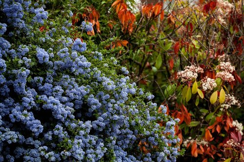 blue bush  colourful  spring