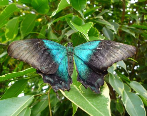 Blue Butterfly