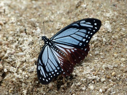 Blue Butterfly