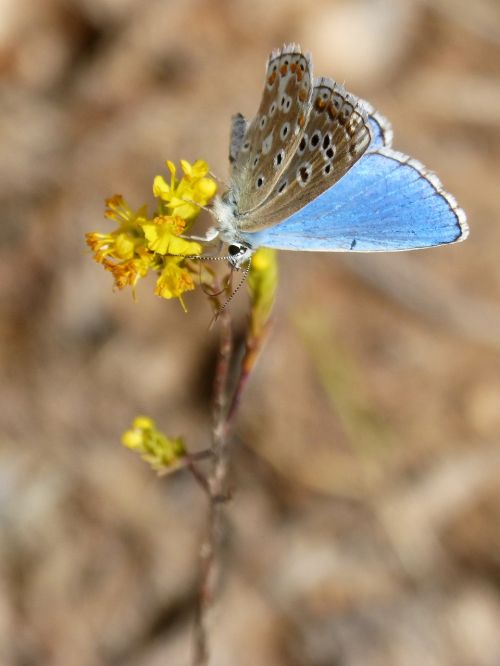 blue butterfly polyommatus icarus libar