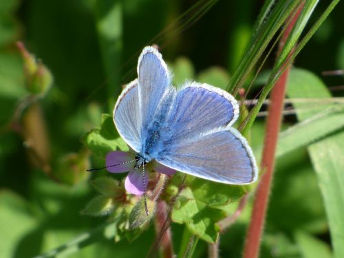 blue butterfly blaveta of the farigola detail