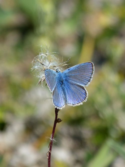 blue butterfly blaveta of the farigola pseudophilotes panoptes