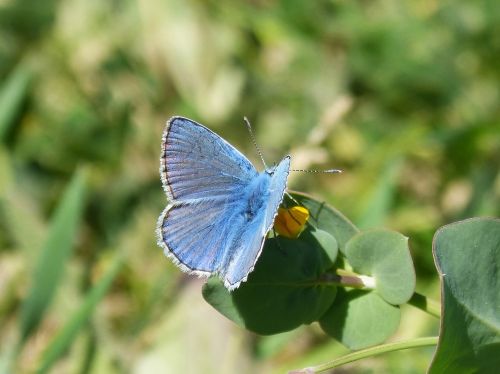 blue butterfly blaveta of the farigola pseudophilotes panoptes