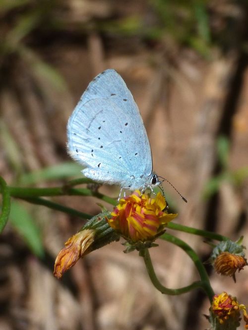 blue butterfly celastrina argiolus náyade