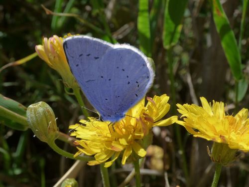 blue butterfly celastrina argiolus náyade