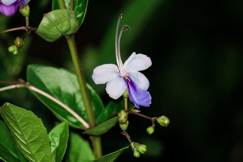 blue butterfly flower  nature  flower