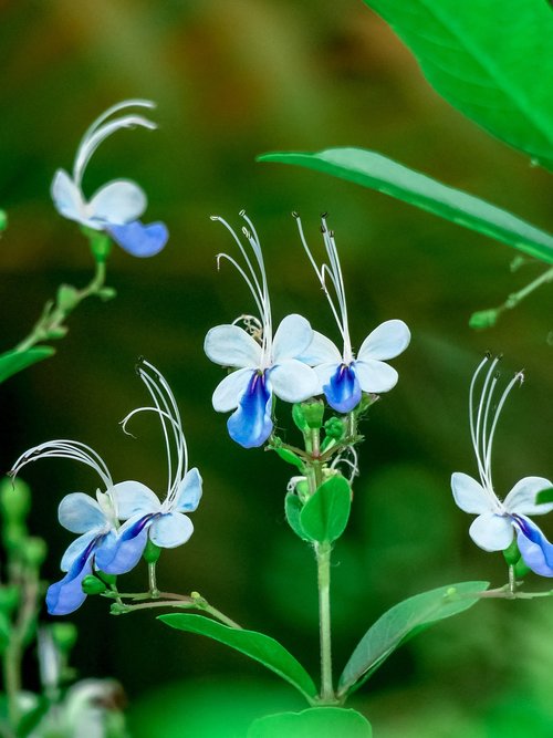 blue butterfly flower  nature  flower