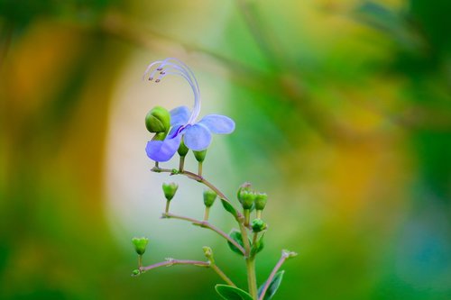 blue butterfly flower  nature  flower